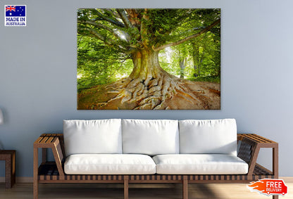 Mature Tree View Photograph in Forest Print 100% Australian Made