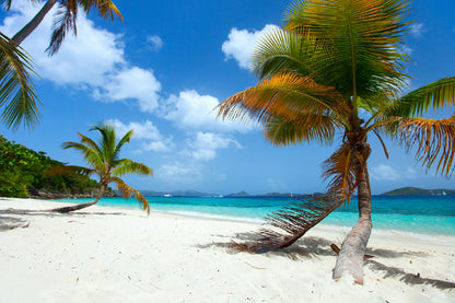 Bella Home Beach With Palm Trees US Virgin Island Print Canvas Ready to hang