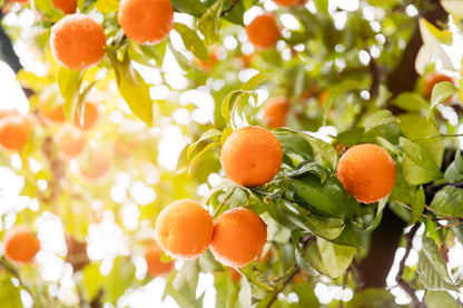 Orange Citrus Tree Sunset View Photograph Print 100% Australian Made