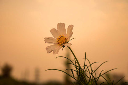 Bella Home Closeup View of Daisy Flower Print Canvas Ready to hang