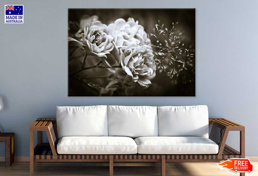 Floribunda Roses B&W Photograph Print 100% Australian Made