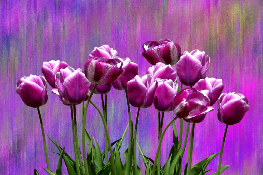 Tulips with Leaves View Photograph Home Decor Premium Quality Poster Print Choose Your Sizes