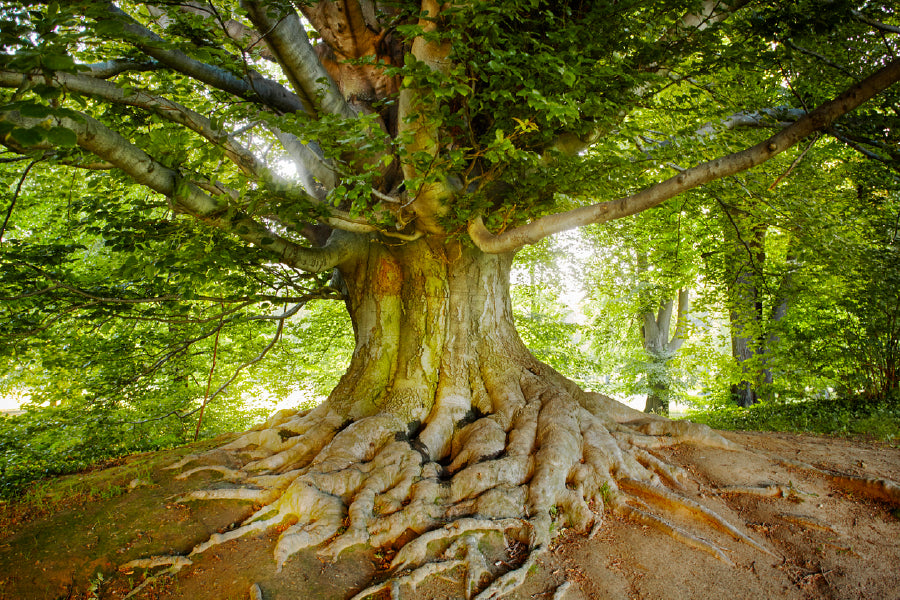 Mature Tree View Photograph in Forest Print 100% Australian Made