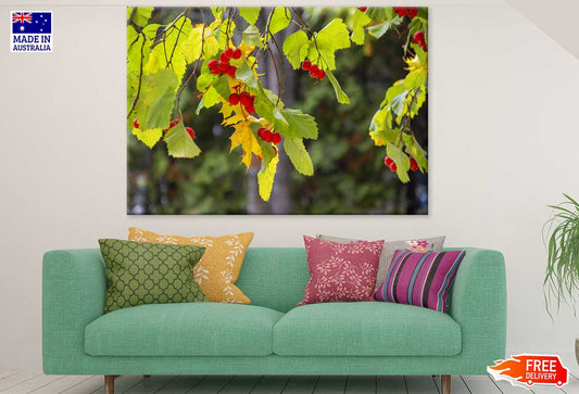 Currant Fruit Tree Photograph Print 100% Australian Made