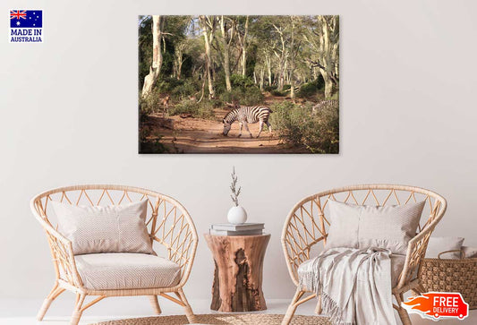 Zebra in Forest Footpath Way Photograph Print 100% Australian Made