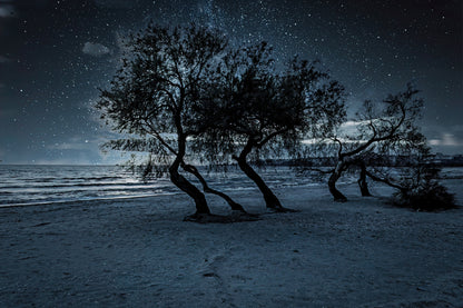 Trees on the Beach at Night View Photograph Print 100% Australian Made