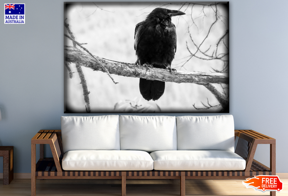 Crow (Raven Bird) on a Branch B&W Photograph Print 100% Australian Made