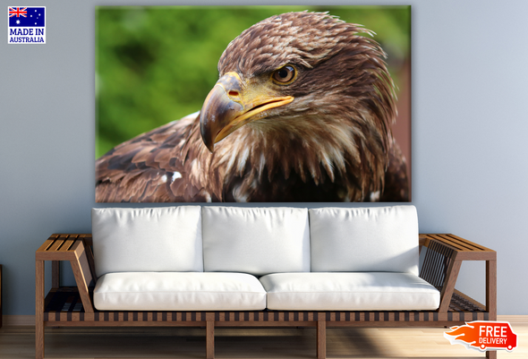 Stunning Eagle Portrait Photograph Print 100% Australian Made