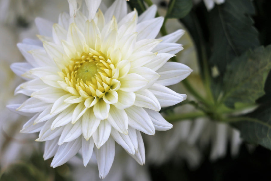 White Dahlia Flower View Photograph Print 100% Australian Made