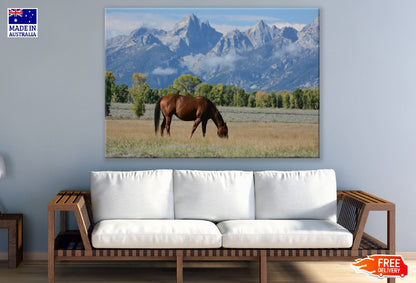 Horse in a Mountain Field Photograph Print 100% Australian Made