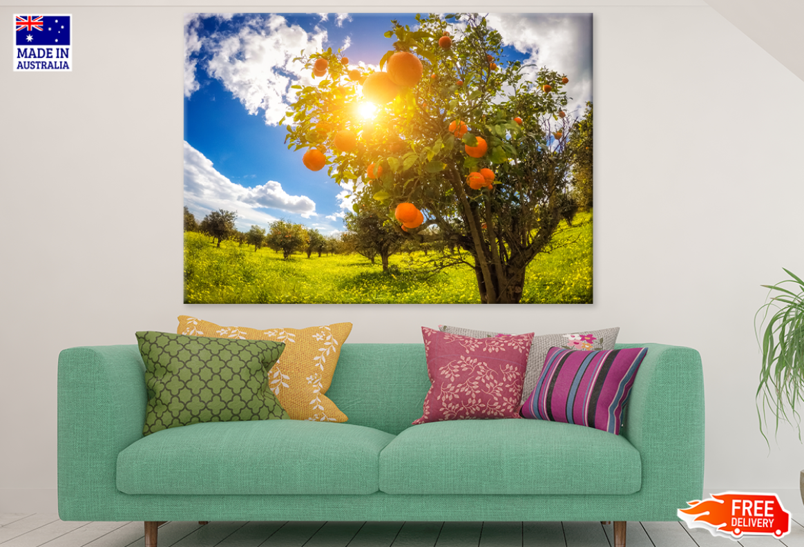 Orange Trees & Sunset Sky View Photograph Print 100% Australian Made