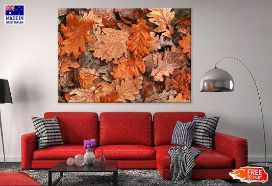 Orange & Brown Oak Leaves View Photograph Print 100% Australian Made