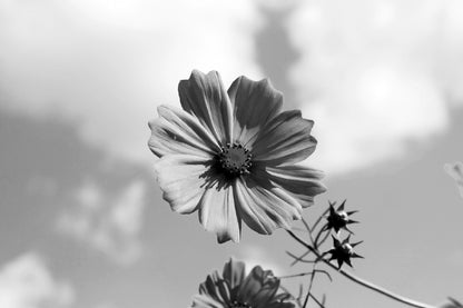 Cosmos Flower Closeup B&W View Home Decor Premium Quality Poster Print Choose Your Sizes