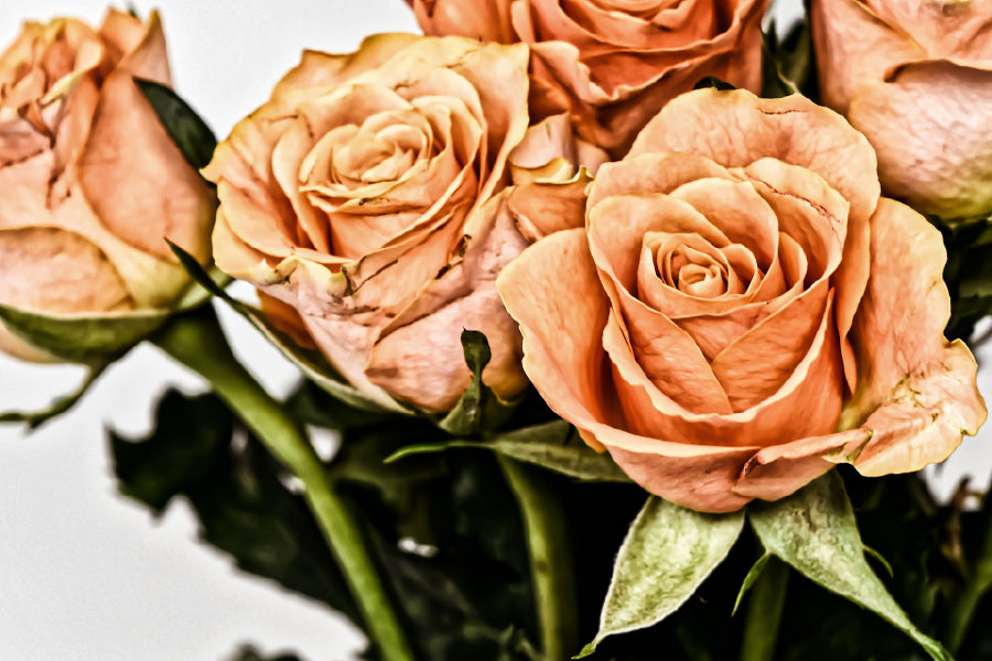 Orange Roses View Photograph Home Decor Premium Quality Poster Print Choose Your Sizes