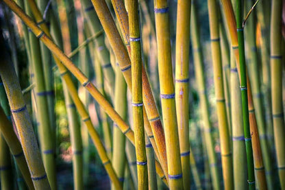 Bamboo Tree Forest Photograph Print 100% Australian Made