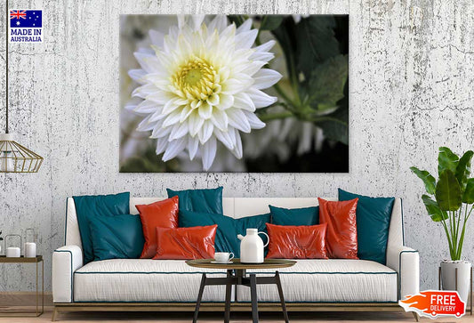 White Dahlia Flower View Photograph Print 100% Australian Made