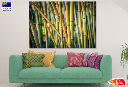 Bamboo Tree Forest Photograph Print 100% Australian Made