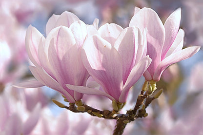 White Pink Magnolia Flowers Closeup Photograph Print 100% Australian Made