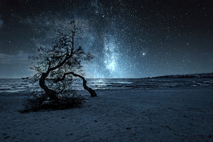 Dead Trees on Sea Shore Night Photograph Print 100% Australian Made