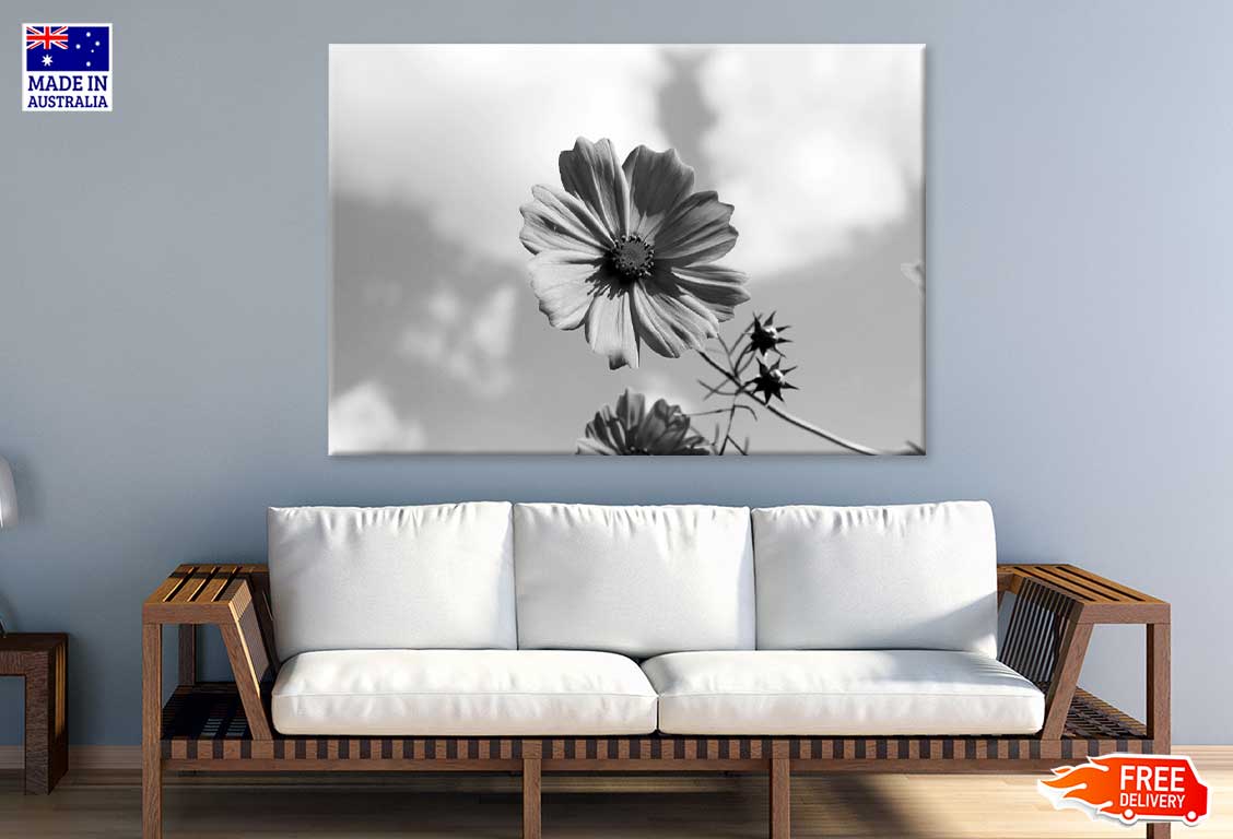 Cosmos Flower Closeup B&W View Photograph Print 100% Australian Made