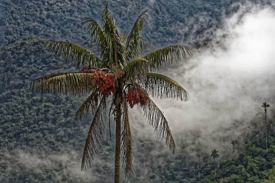 Wax Palm Tree Photograph Print 100% Australian Made