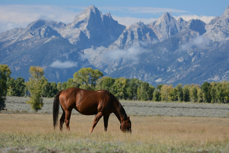 Horse in a Mountain Field Photograph Print 100% Australian Made