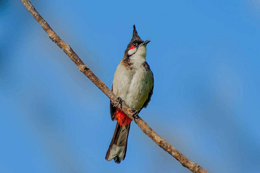 Red Whiskered Bulbul Bird Photograph Print 100% Australian Made