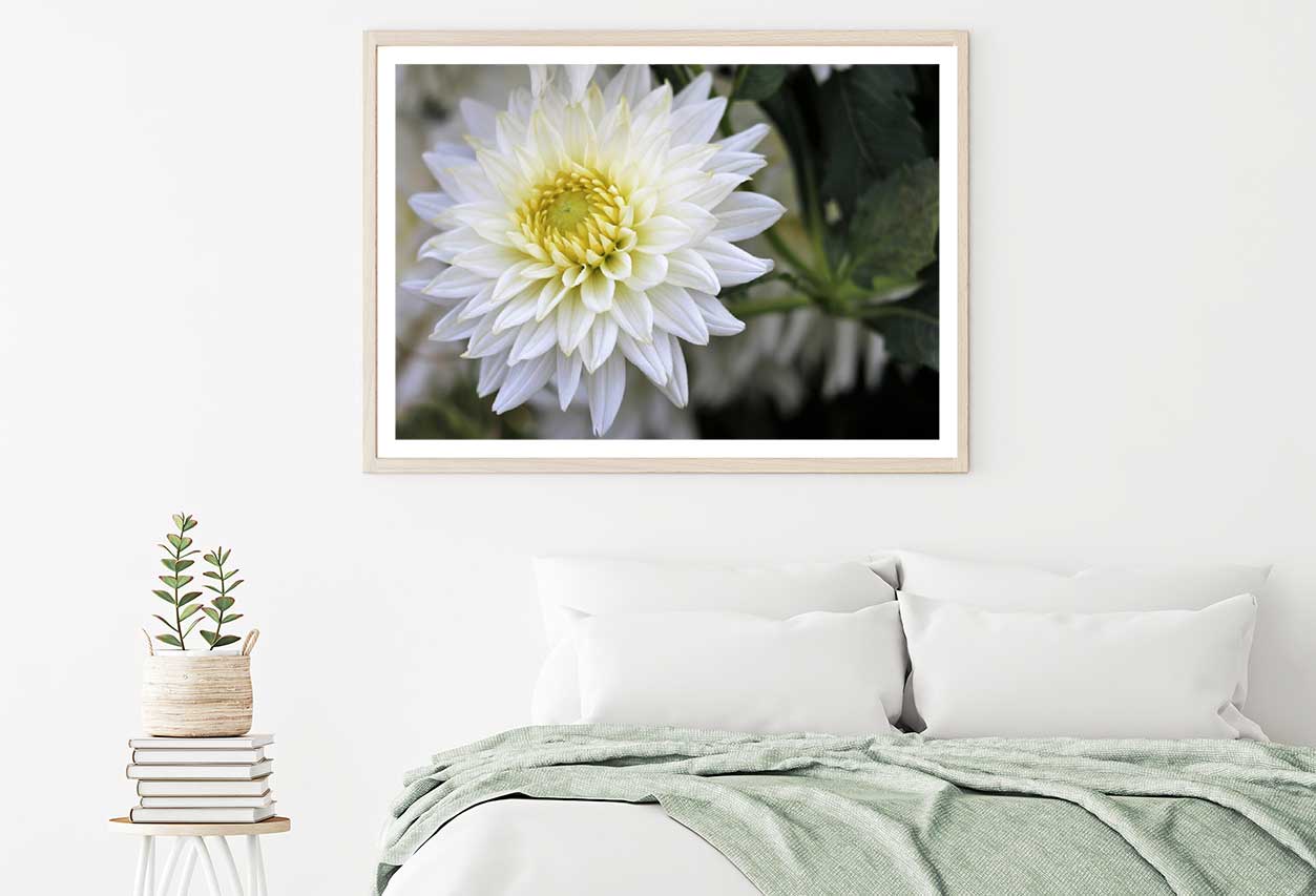 White Dahlia Flower View Photograph Home Decor Premium Quality Poster Print Choose Your Sizes