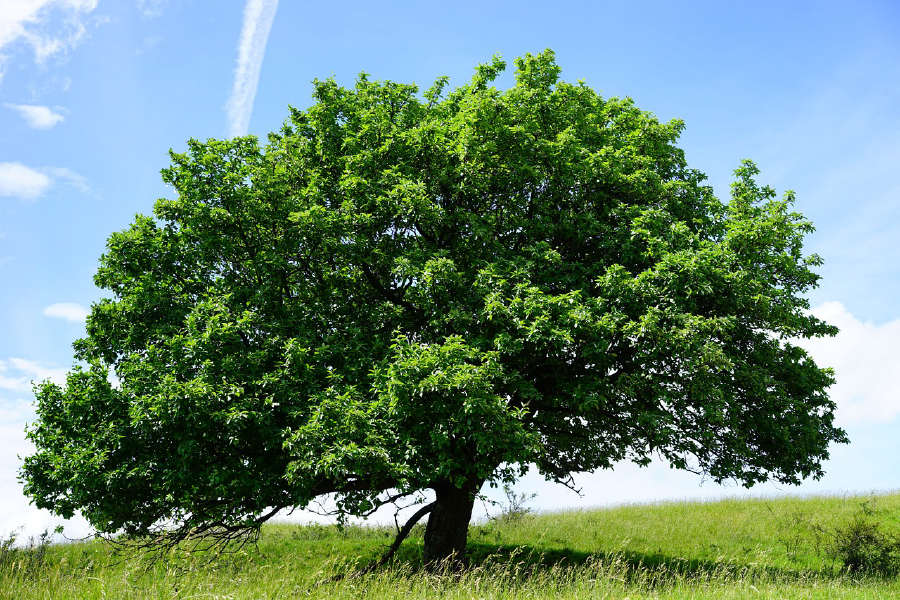 Huge Tree Photograph Print 100% Australian Made