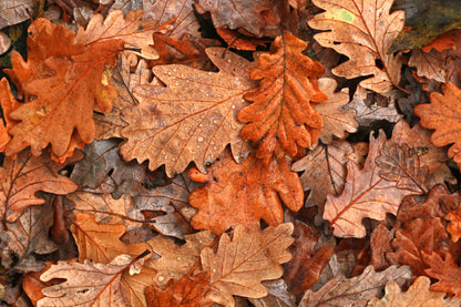 Orange & Brown Oak Leaves View Photograph Print 100% Australian Made