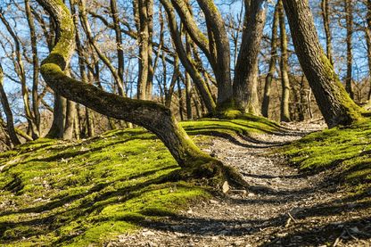 Curves of the Tree Trunks Forest Photograph Print 100% Australian Made