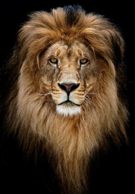 Lion Portrait Face Photograph Home Decor Premium Quality Poster Print Choose Your Sizes