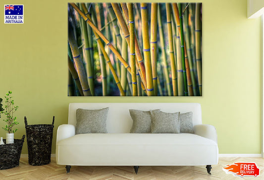 Bamboo Tree Forest Photograph Print 100% Australian Made