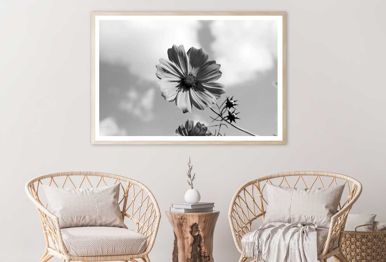 Cosmos Flower Closeup B&W View Home Decor Premium Quality Poster Print Choose Your Sizes