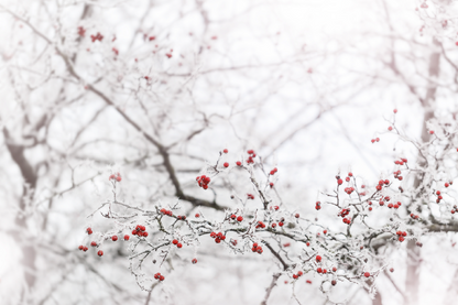 Winter Berries Closeup Photograph View Print 100% Australian Made