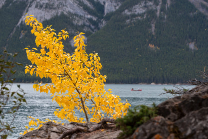 Autumn Yellow Tree Near Lake View Photograph Print 100% Australian Made