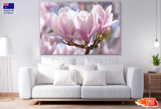 White Pink Magnolia Flowers Closeup Photograph Print 100% Australian Made