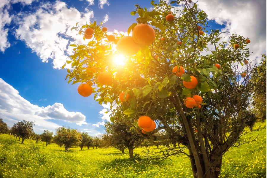 Orange Trees & Sunset Sky View Photograph Print 100% Australian Made