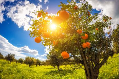 Orange Trees & Sunset Sky View Photograph Print 100% Australian Made