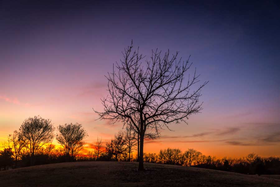 Bella Home Autumn Tree & Sunset View Texas Print Canvas Ready to hang