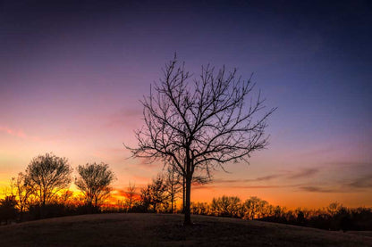 Bella Home Autumn Tree & Sunset View Texas Print Canvas Ready to hang