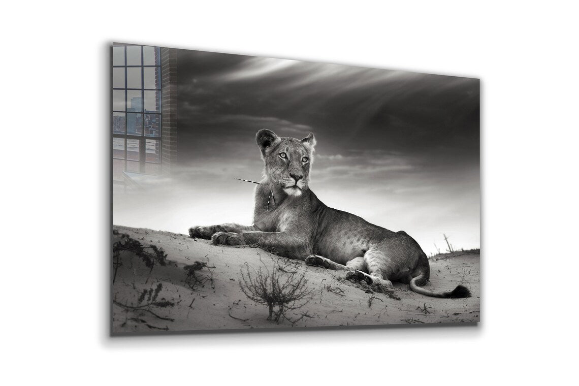 Lioness on Sand B&W Print Tempered Glass Wall Art 100% Made in Australia Ready to Hang