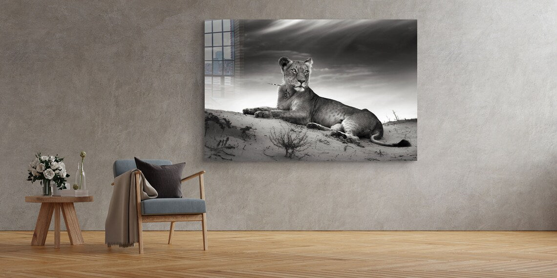 Lioness on Sand B&W Print Tempered Glass Wall Art 100% Made in Australia Ready to Hang