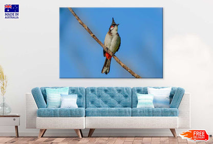 Red Whiskered Bulbul Bird Photograph Print 100% Australian Made