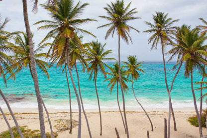 Palm Trees Near Beach Photograph Print 100% Australian Made