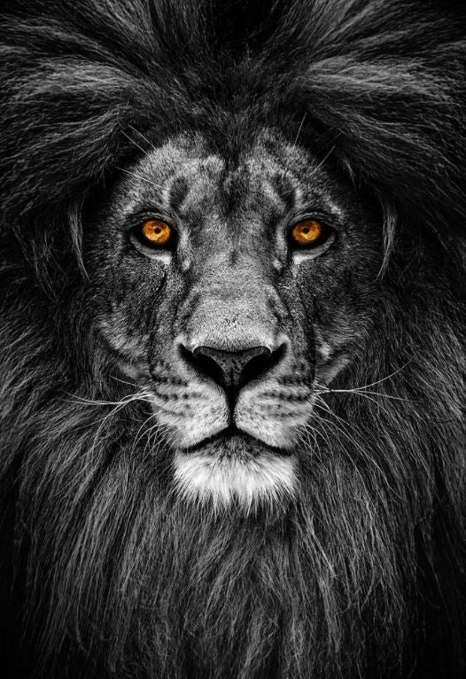 Lion Face Portrait B&W Photograph Home Decor Premium Quality Poster Print Choose Your Sizes