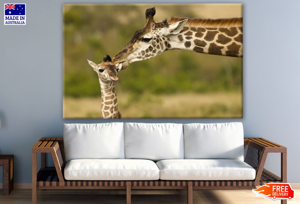 Giraffe & Baby Portrait Photograph Print 100% Australian Made