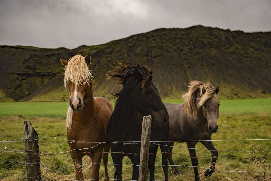 Horses in Mountain Field Photograph Print 100% Australian Made