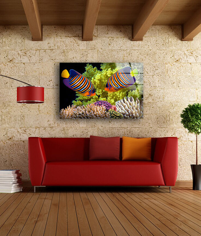 Colorful Fish Photograph Acrylic Glass Print Tempered Glass Wall Art 100% Made in Australia Ready to Hang