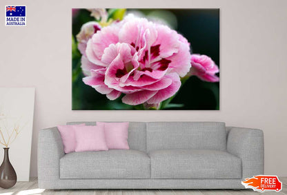 Pink Sweet William Closeup View Photograph Print 100% Australian Made